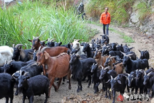 大埔這村30多年歷史的羊肉酒開(kāi)熬，每壇賣(mài)到...